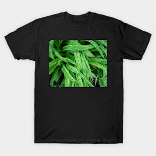 Daylily Leaves After the Rain T-Shirt